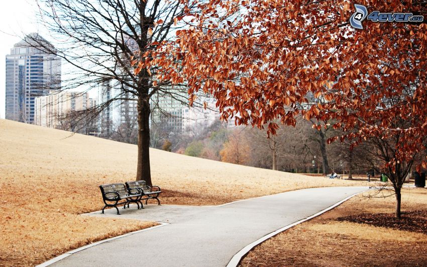autumn park, sidewalk, benches, autumn leaves