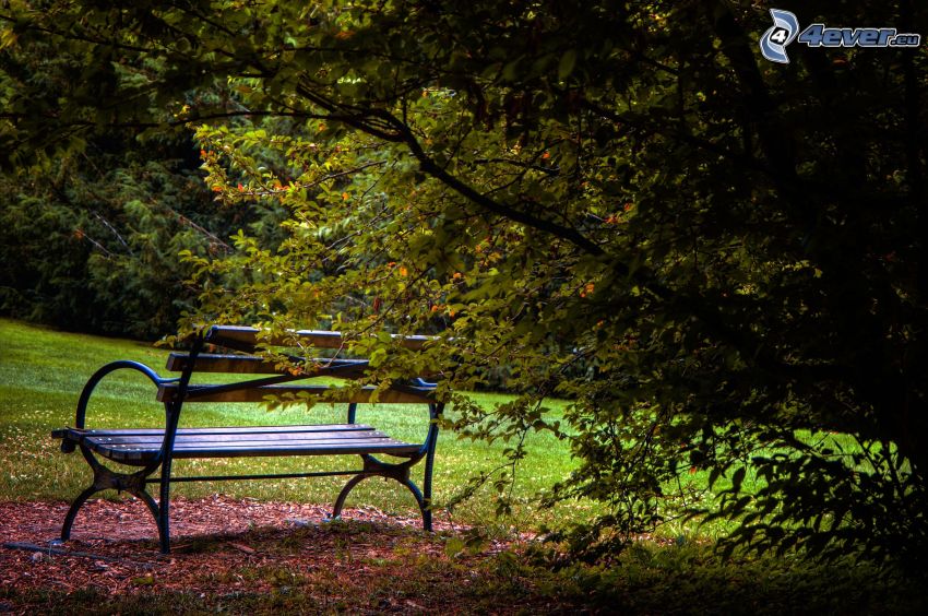 bench in the park, bush