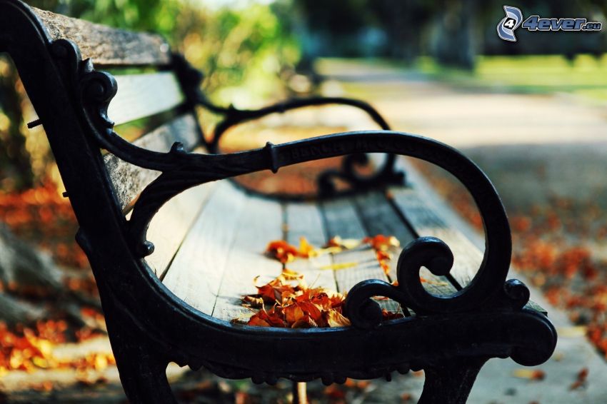 bench in the park, dry leaves