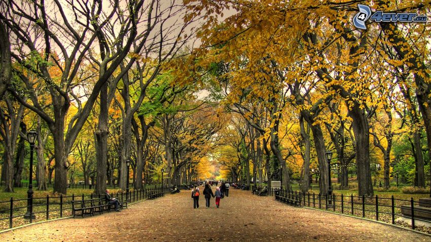 Central Park, trees in park