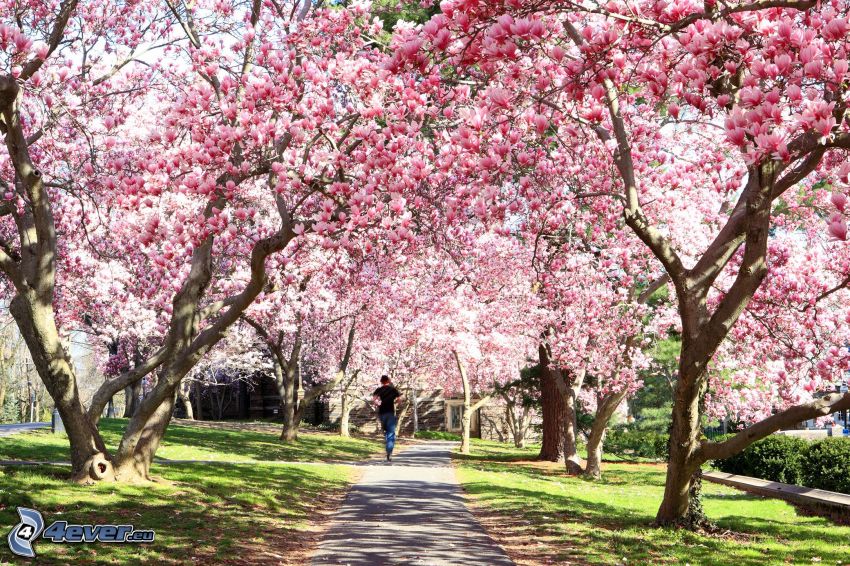 magnolia, sidewalk, runner