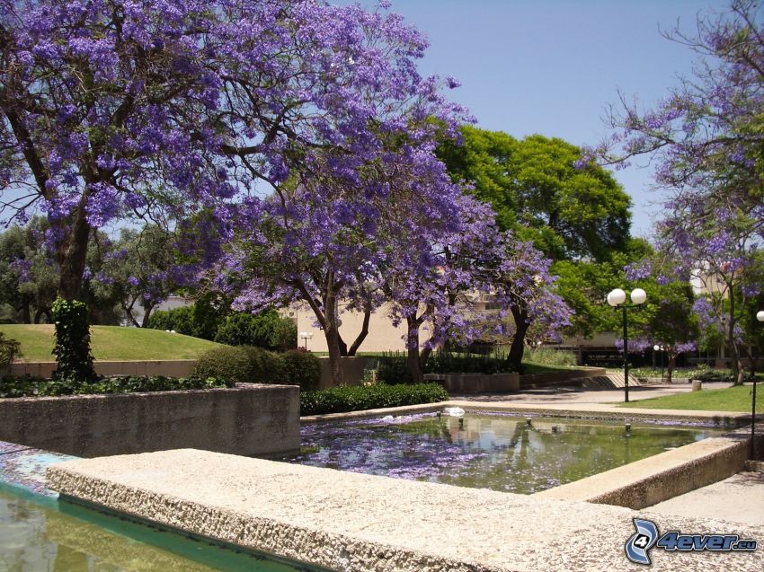 park, flowering trees, purple flowers