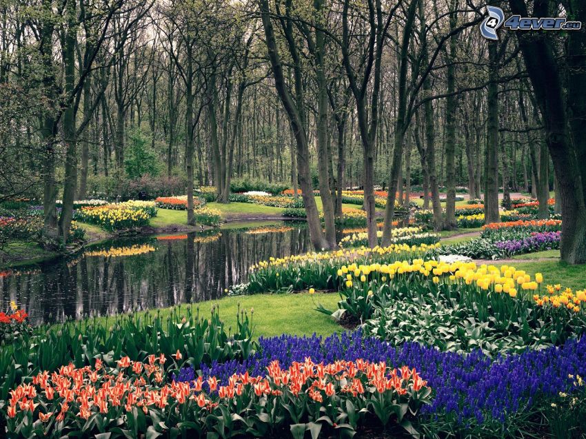 trees in park, tulips, lake