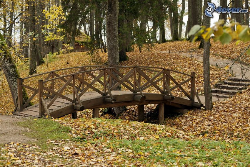 wooden bridge, forest, autumn leaves