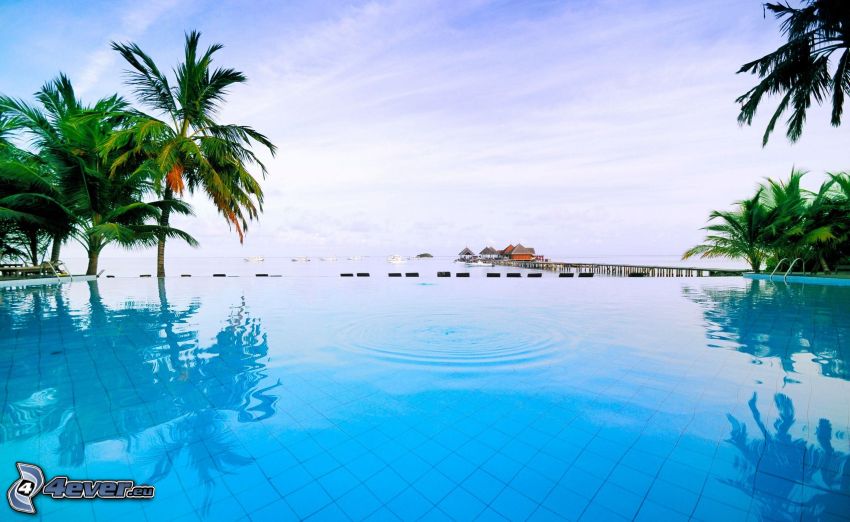pool, palm trees