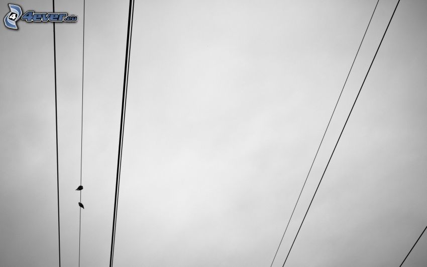 power lines, birds