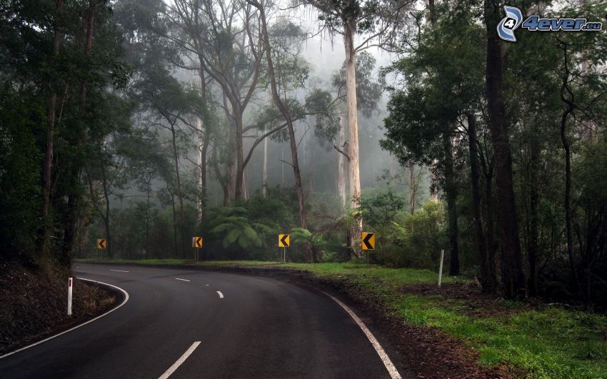 road curve, road, forest, jungle