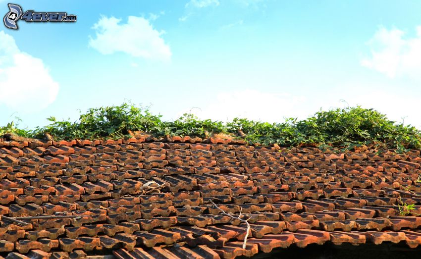 roof, plants