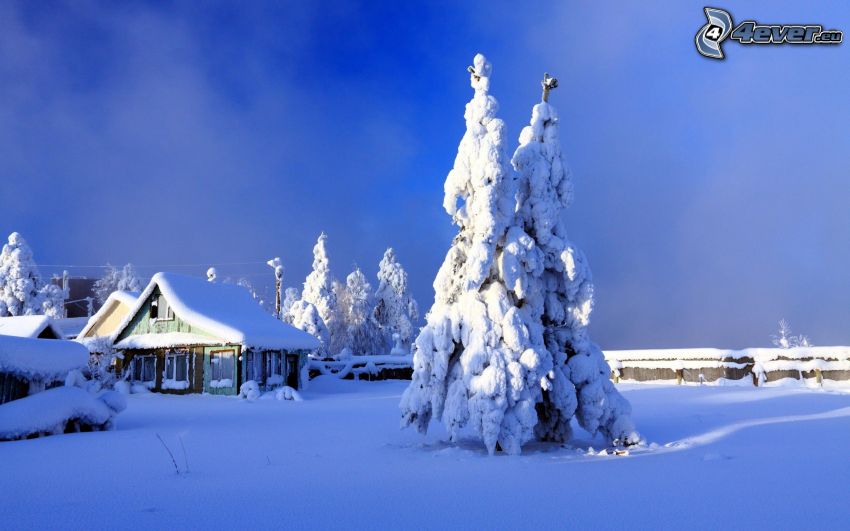 snowy tree, snowy house