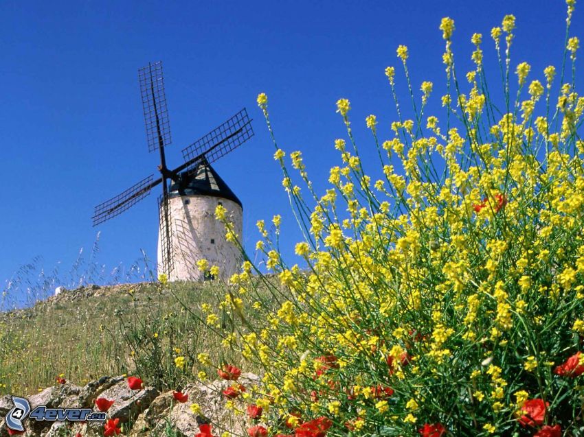 windmill, yellow flowers