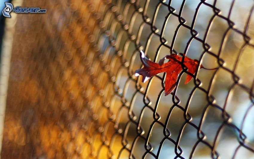 wire fence, autumn leaf