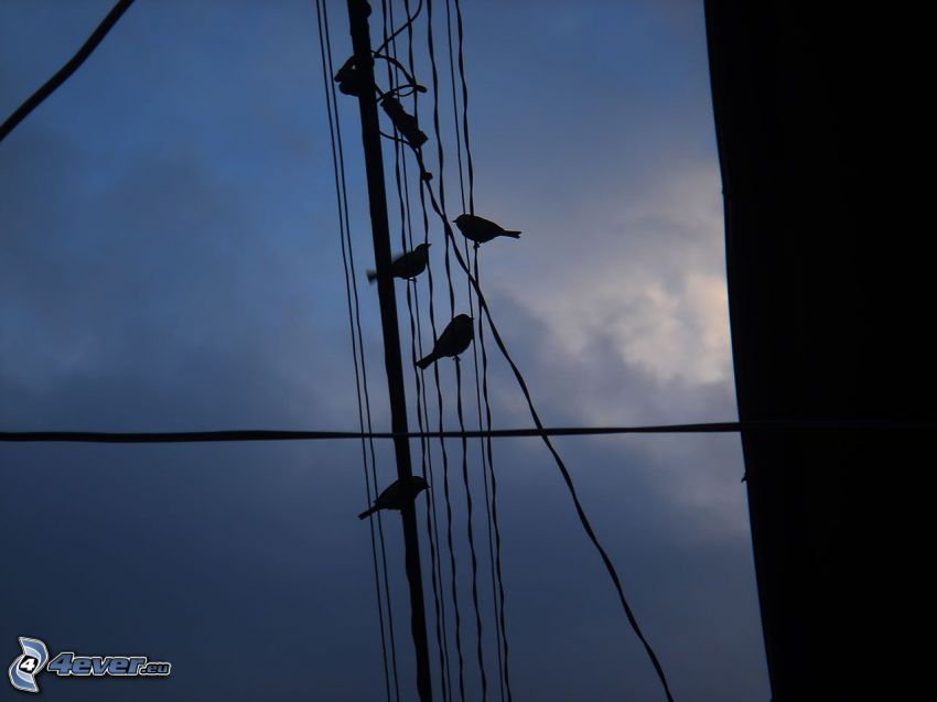 wires, power lines, birds