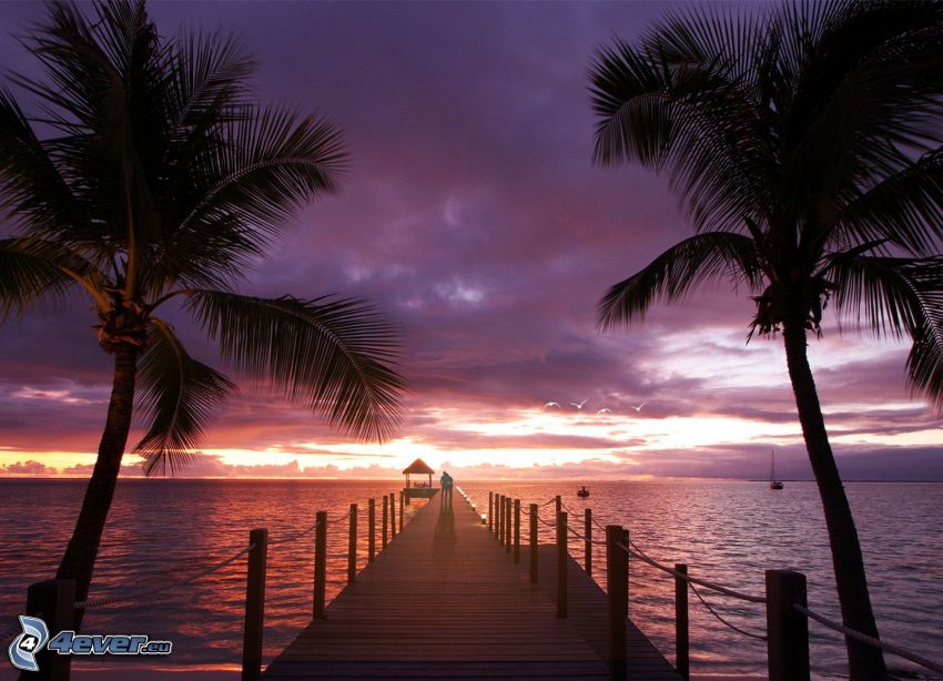 wooden pier, palm trees, sea, evening sky, purple sky