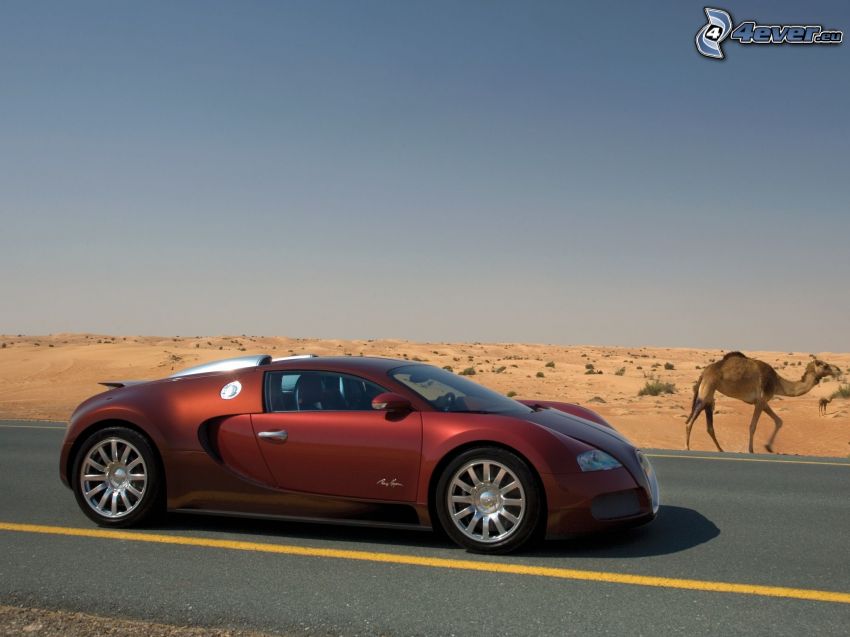 Bugatti Veyron, camel, desert