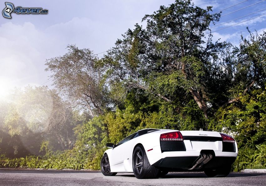 Lamborghini Murciélago, trees