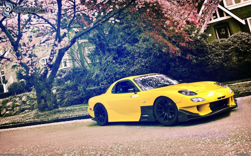 Mazda RX7, flowering cherry