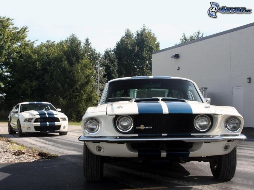 Ford Mustang Shelby, oldtimer