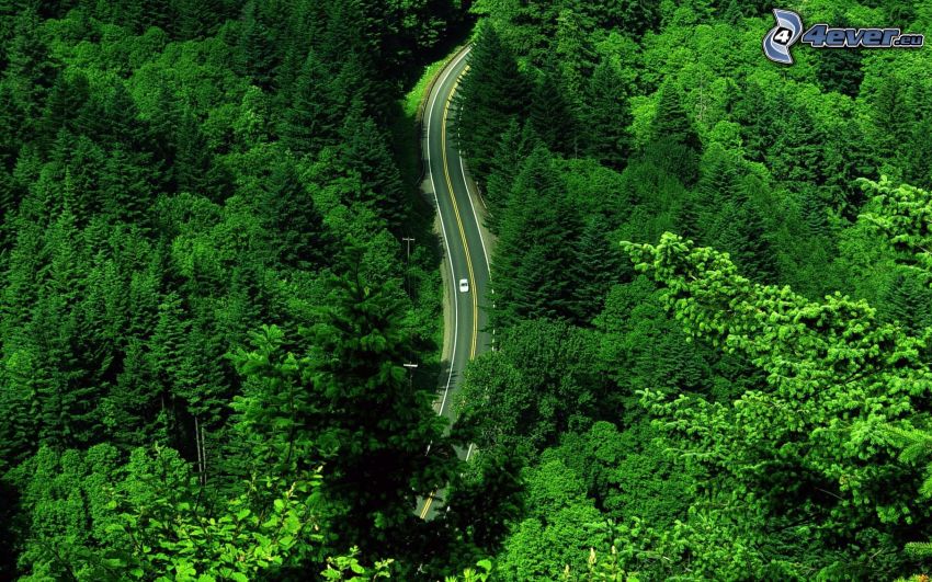 road through forest, car