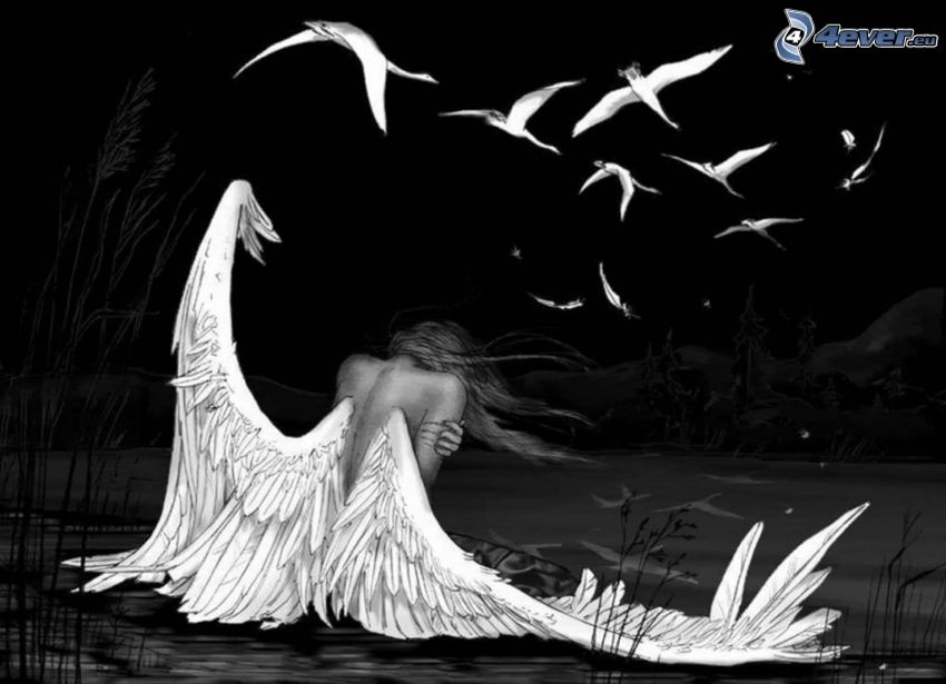 angel, birds, wings, black and white