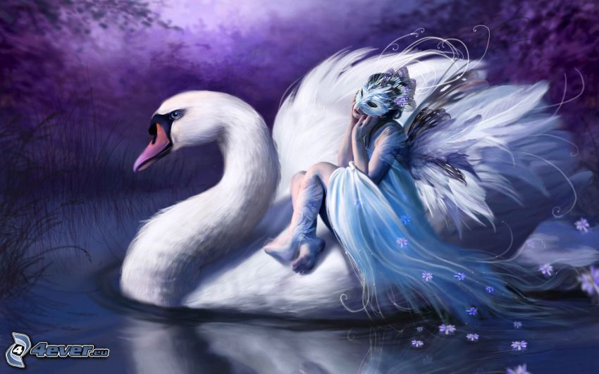 swan, angel