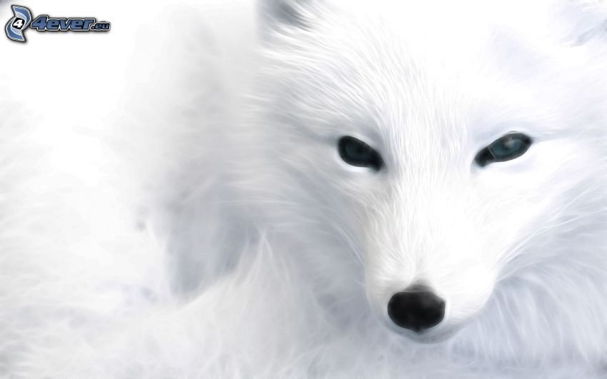 arctic fox, cartoon fox