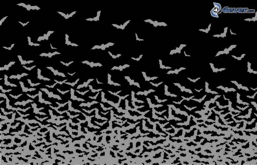 bats, black and white