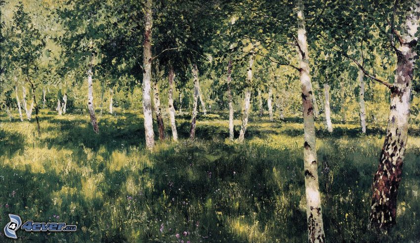 birch forest, trees