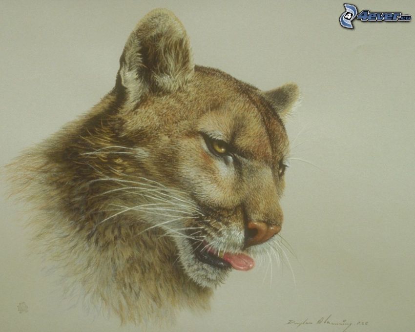 cougar, put out the tongue
