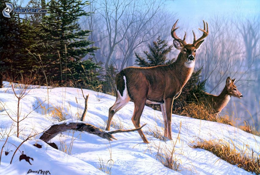 deer, doe, forest, snow