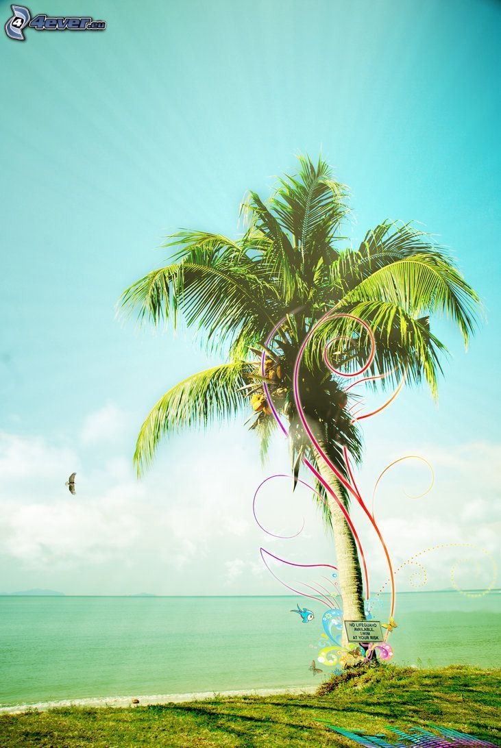 coconut palm, colored lines, open sea