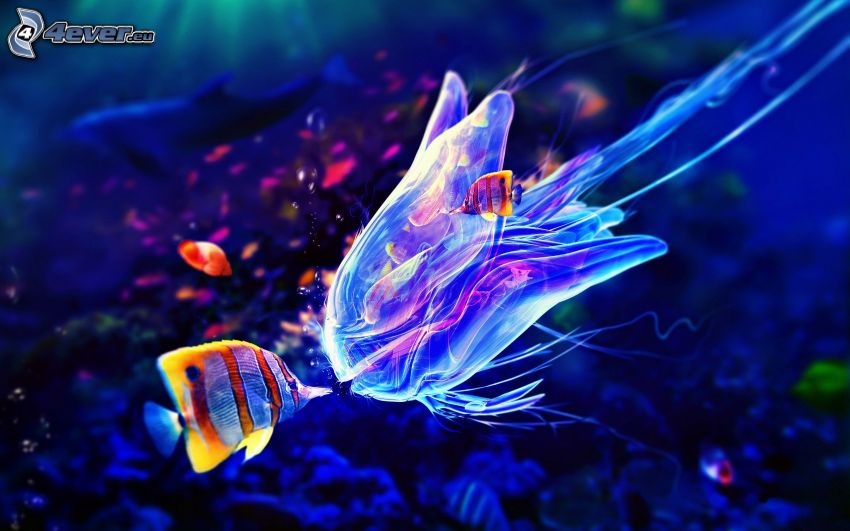 colorful fish, jellyfish