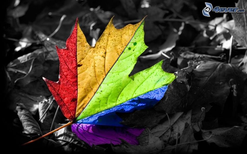 colorful leaf, rainbow colors