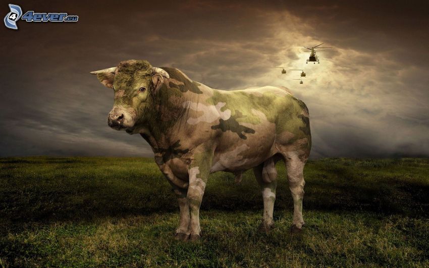 cow, masking, military helicopters