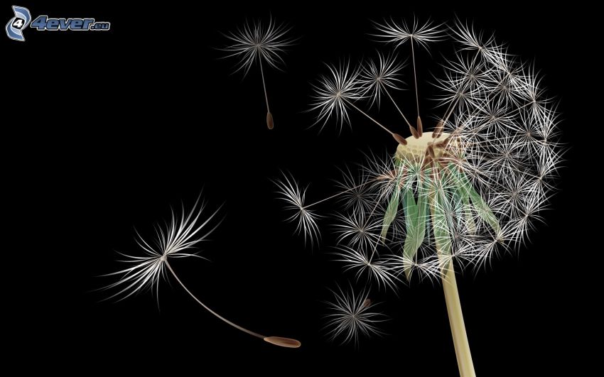 flowering dandelion