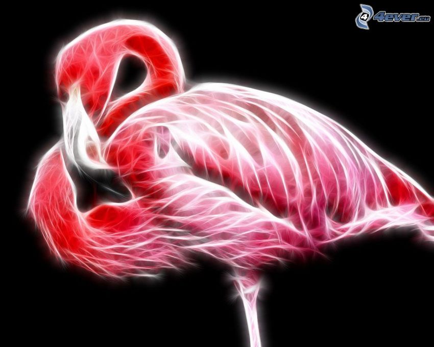 fractal flamingo