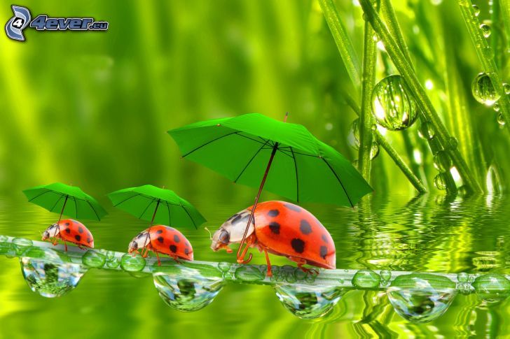 ladybugs, umbrellas, blade, drops of rain