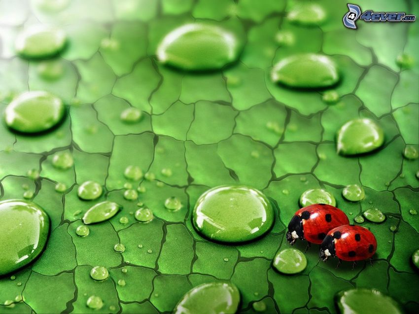 ladybugs and dew, green leaf