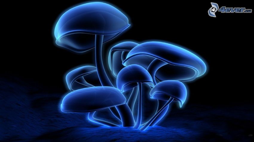 mushrooms, blue