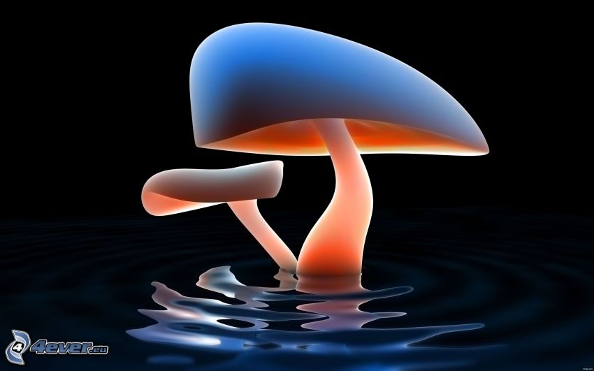 mushrooms, water surface