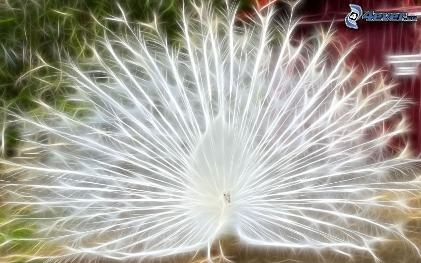 peacock, fractal animals