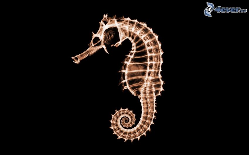 seahorse, skeleton