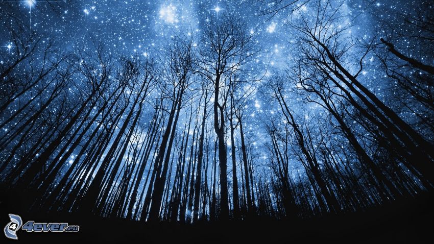 silhouettes of the trees, forest, universe