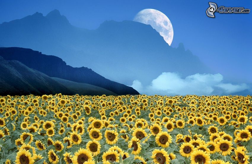 sunflower field, hills, Moon