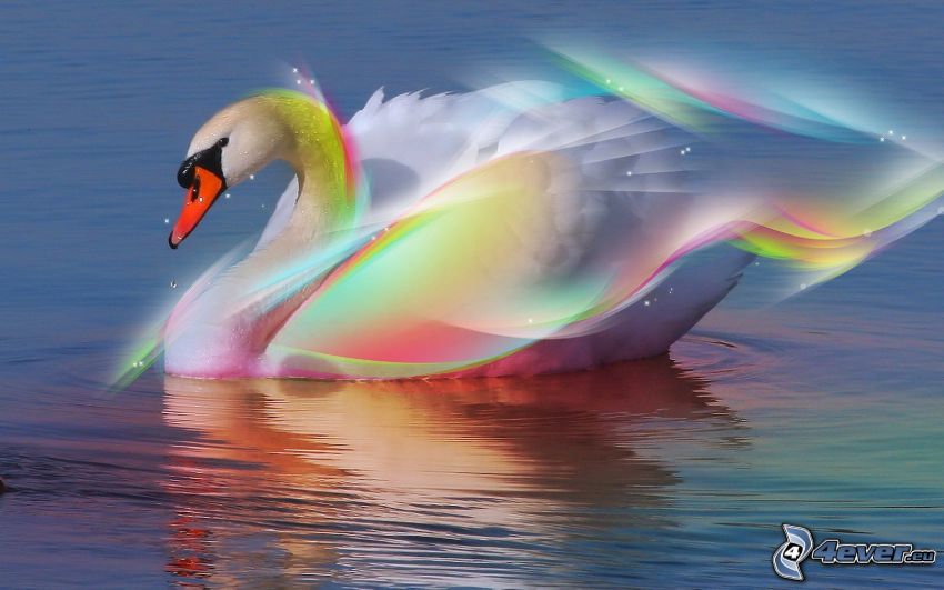 swan, rainbow colors, water