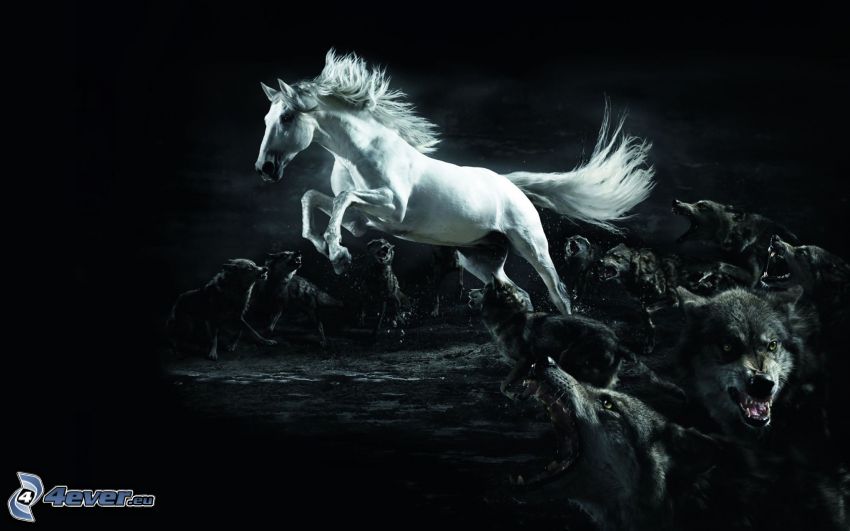 white horse, wolves