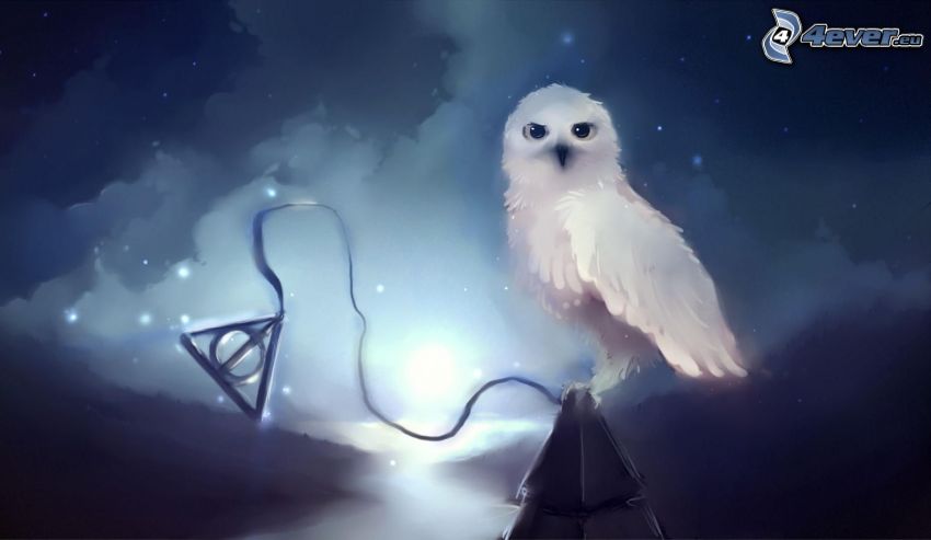 white owl, stars, night