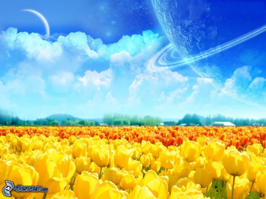 yellow tulips, moon, planet