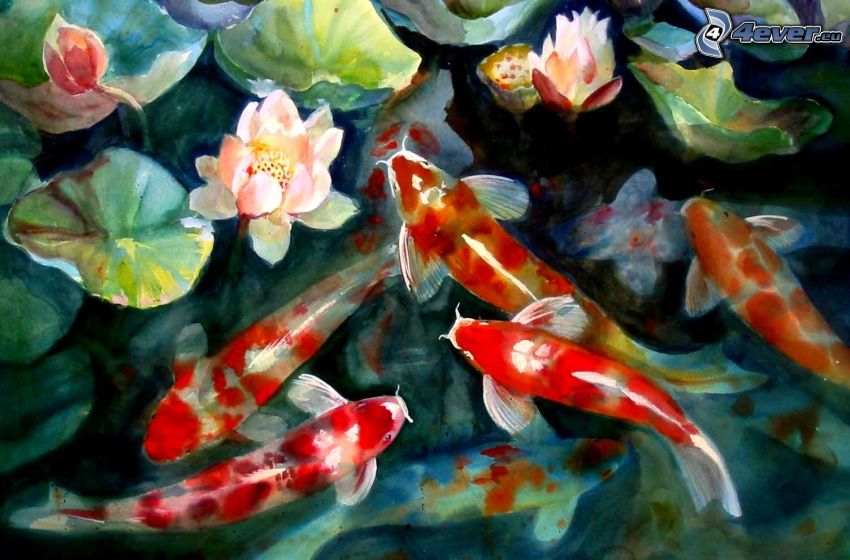 fishes, water lilies, picture