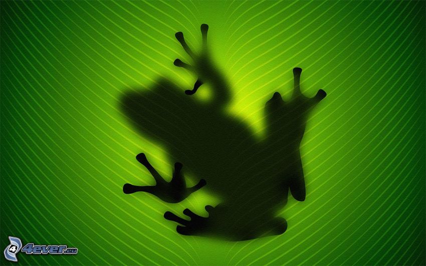 frog, shadow