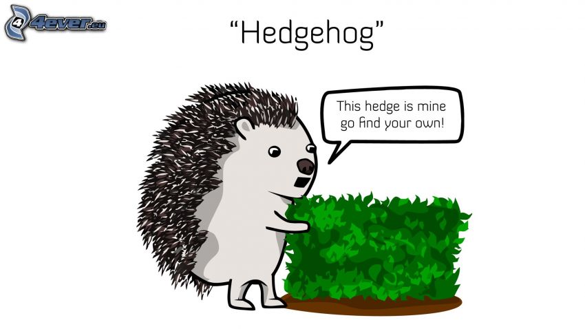 hedgehog, hedge